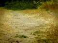 Walka owadów o lizaka