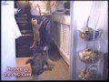 Śmieszne koty - kompilacja
