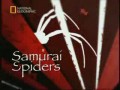 National Geographic - Pająk samuraj