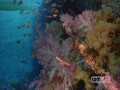 Coral Reef Adventure - HD 720p