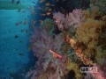 Coral Reef Adventure - HD 1080p
