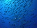 The Living Sea - HD 720p