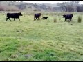 Rottweiler vs byki