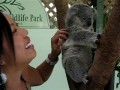 Malutki koala