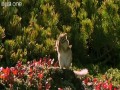 BBC One - gadające zwierzęta 2