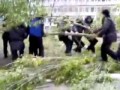 Policjant kontra drzewo - HA HA HA!