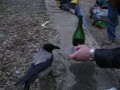 Kruk który kocha wino