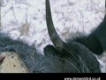Bear Grylls podczas obiadu na Syberii
