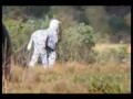 Szalona zebra jackass