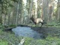 Szczęśliwa sarna w kałuży
