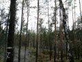 Wybuchowa marzanna