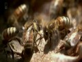 National Geographic - Milczenie pszczół
