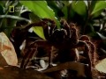 National Geographic - Ptaszniki [PL] 2/3
