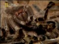 National Geographic - Ptaszniki [PL] 3/3