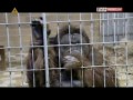 Berlin - Yogyakarta w TVP