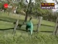 Psie zabawy