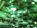 Polowanie żaby w slow motion