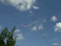 Gałąź drzewa zawieszona na liniach elektrycznych