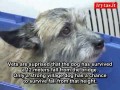 Chłopak zrzucił psa z mostu - cała historia