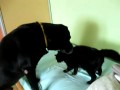 Koci boks