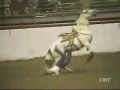 Kobieta vs. Koń