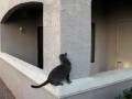 Koty ninja
