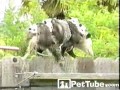 Mama Opos i oposiątka