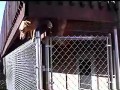Pies Houdini