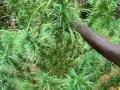Plantacja marihuany