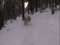 Radosne psy na śniegu