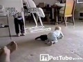Bobas vs. kot