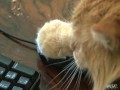 Catroulette
