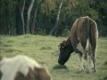 Skoki narciarskie w wersji polskiej