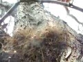Olbrzymie skupisko pajęczaków