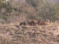 Safari