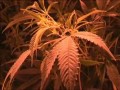 Najwieksza Plantacja Marihuany w Polsce