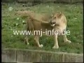 Zwierzęca kompilacja