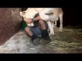 Kevin Richardson i jego lwy