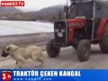 Pies ciągnie traktor
