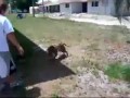 Back Flip w wykonaniu Pit Bulla