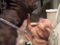 Pitbull ledwo uszedł z życiem