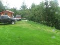 Niedźwiedzia mama ratuje młode uwięzione w sieci