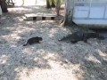 Kotek i aligator