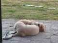 Najsłodsze psy na świecie - Golden Retrievers