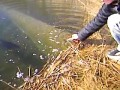 Atak szczupaka