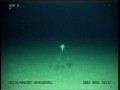 Ryba trójnożna znaleziona na głębokości 1443m