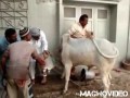 Zemsta krowy