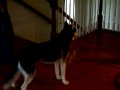 Mishka are you stupid? NOOOOOOOOOO!
