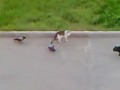 Koci thriller