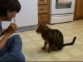 Kot, który zrobi wszystko dla jedzenia